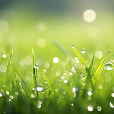 草地上多汁茂盛的绿草，清晨的露水滴在草地上
