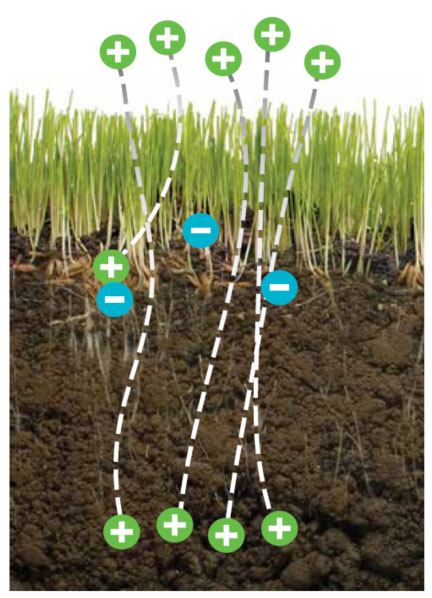 养分吸收基础-土壤阳离子交换能力