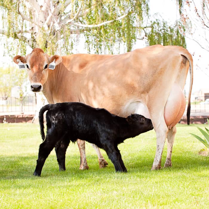 Mother cow and calf standing in grass, Square