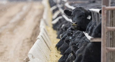 Image of black cows eating at feeding trough in Simplot feed lot.