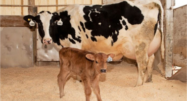 Photograph of Jersey dairy cattle in barn stall with Jersey calf.