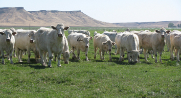 Photo of Charolais cattle herd grazing in sunny pasture with large plateau in the background.