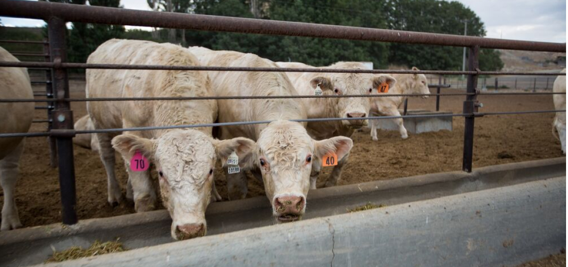 这张照片拍摄的是爱达荷州伟德BETVlCTOR体育大观的饲养场，两头年轻的夏洛来牛正在吃口粮.