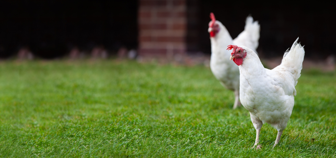Picture of two white chickens walking in green grass.
