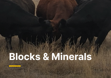 混合品种的牛聚集在牧场牧场的矿物块周围的图像.