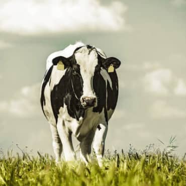 Picture of a black and white Holstein dairy cow walking in green grass under a light gray sky with white clouds.