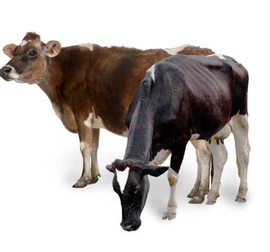 Photo of two mixed breed dairy cows on white background.