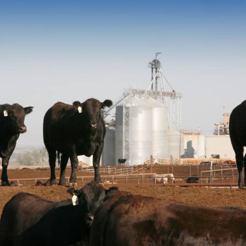 Image of Angus crossbreed cattle standing in feedlot paddock at Simplot Burbank, 华盛顿 feedlot.