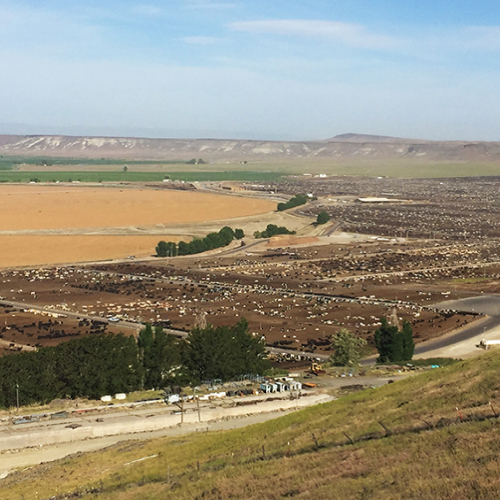 bt365滚球大观图, 爱达荷州 feedlot seen from above on sunny day with bright blue sky with white clouds.