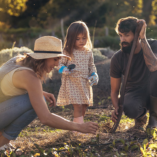 照片中，成年男人，成年女人，和年轻的女性孩子在阳光下种植家庭花园.