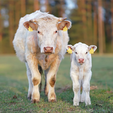 Picture of adult and calf Charolais cows standing in green pasture.