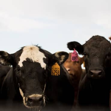 阳光灿烂的天空下，一小群杂交牛站立着.