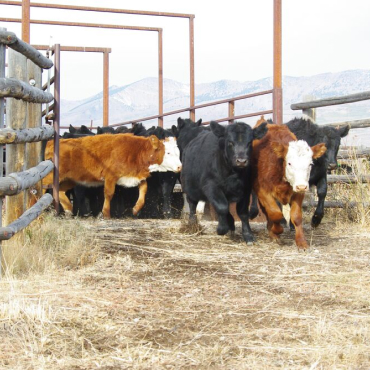 照片的混合品种牛退出牛斜槽牧场与山的背景.