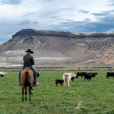 Photograph of cowboy riding on a brown horse through a green high desert pasture surrounded by mixed breed cattle.
