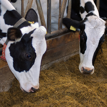 Image of a pair of Holstein dairy cows enjoying their daily feed ration at the feed lot.
