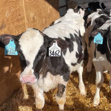 Image of a Holstein dairy calf with ear tags standing in a sunny barn stall.