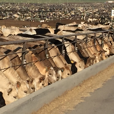 Charolais的牛群在饲养场的阳光下吃东西的照片.