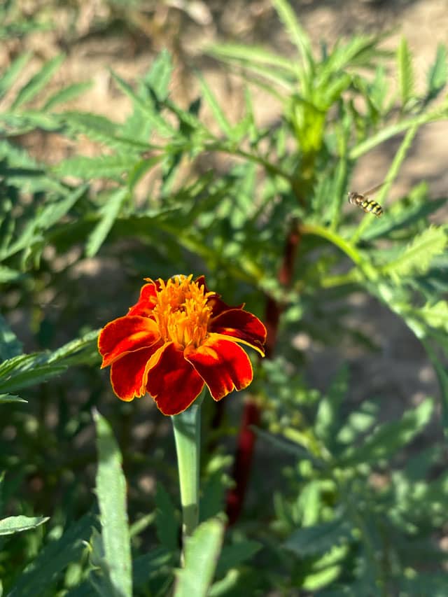 Marigold and Hoverfly