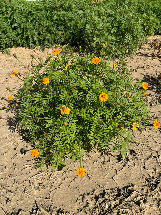 Marigold cluster