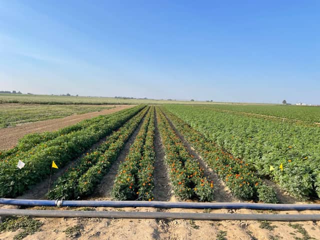 Marigold rows