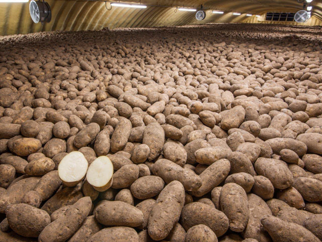 Potato storage