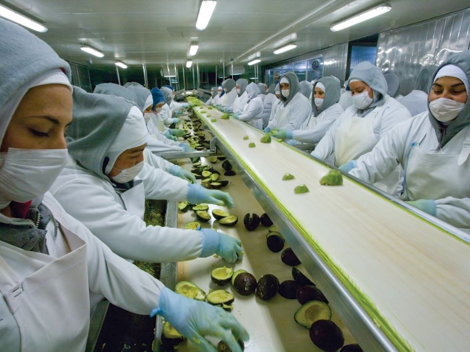 莫雷里亚工厂生产线工人图片