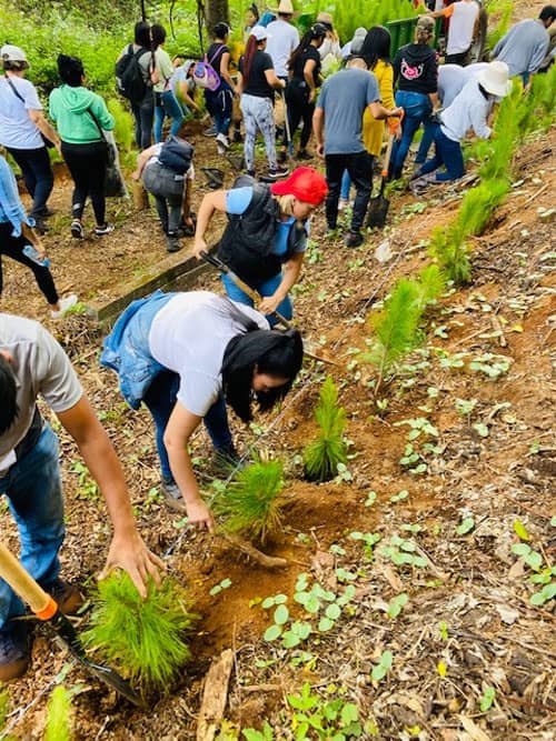 Morelia Reforestation Campaign