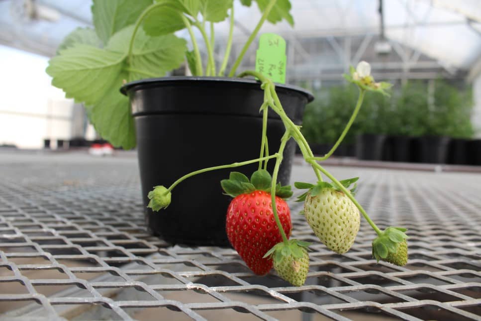 Image of a strawberry plant
