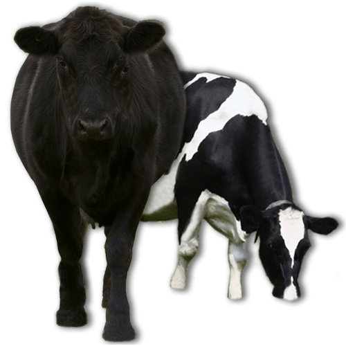 Two Cows on a White Background