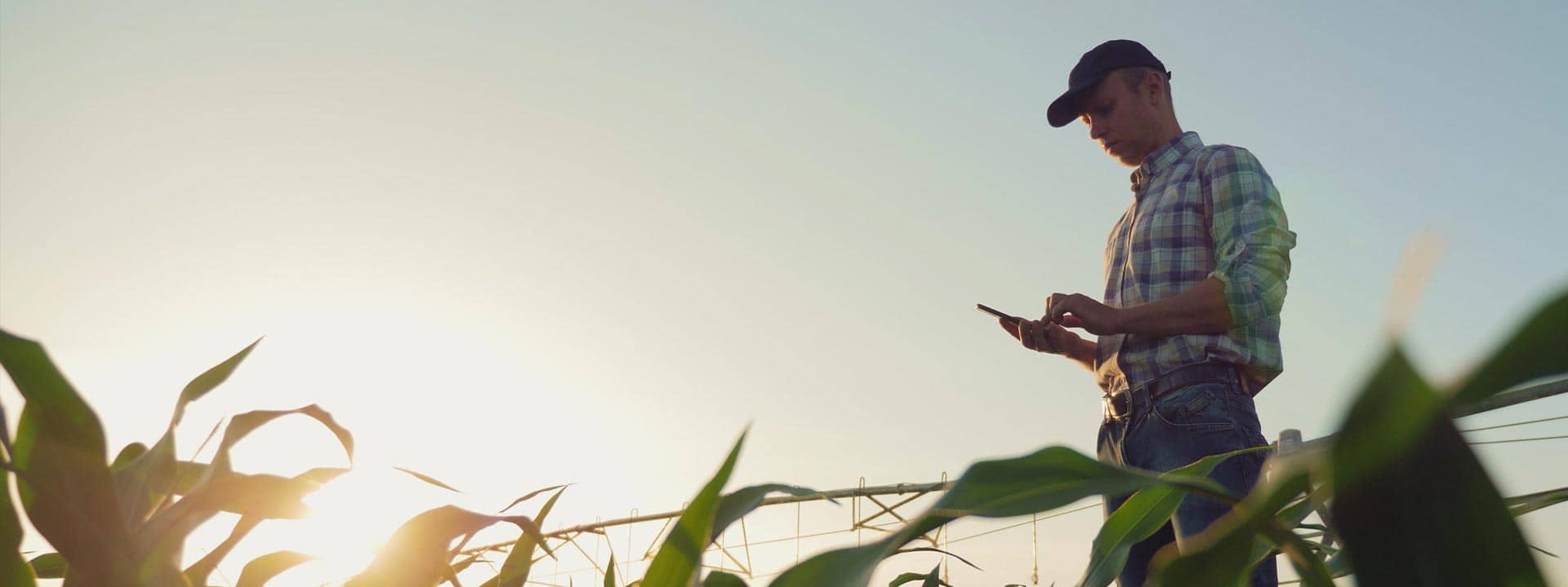 man standing in corn field with tablet