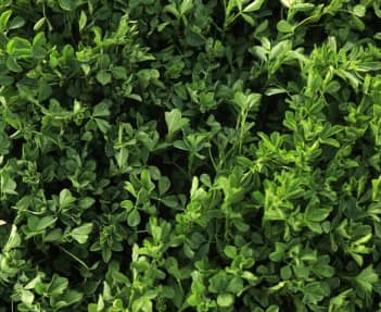 Get Program for Alfalfa