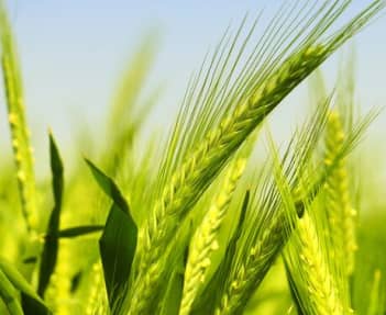 Get Program for Cereal Crops