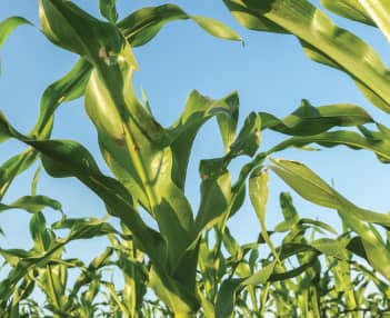 Get Program for Corn