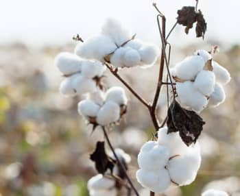 Get Program for Cotton