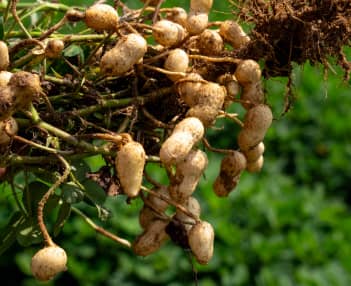 Get Program for Peanuts