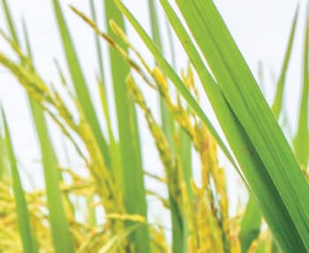 Get Program for Rice