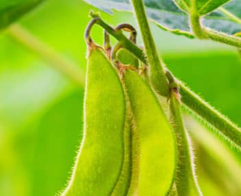 Get Program for Soybeans