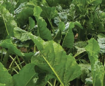 Get Program for Sugarbeets