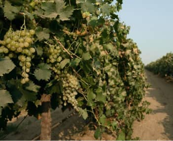 Get Program for Trees and Vines