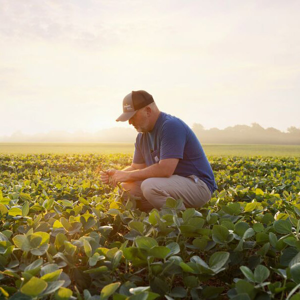 Man in Soybean field, at sunset