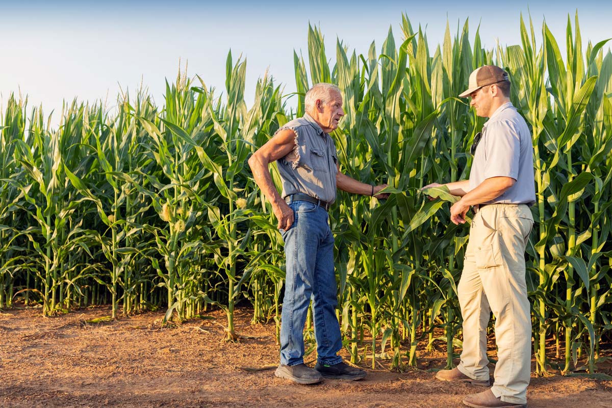 Two men standing at the edge of a corn field