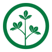 Seed Solutions Alfalfa