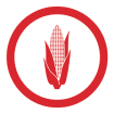 Seed Solutions Corn