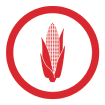 Seed Solutions Corn