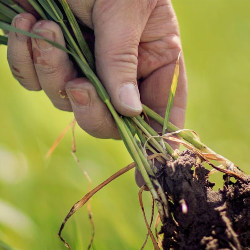 Agronomy Edge
