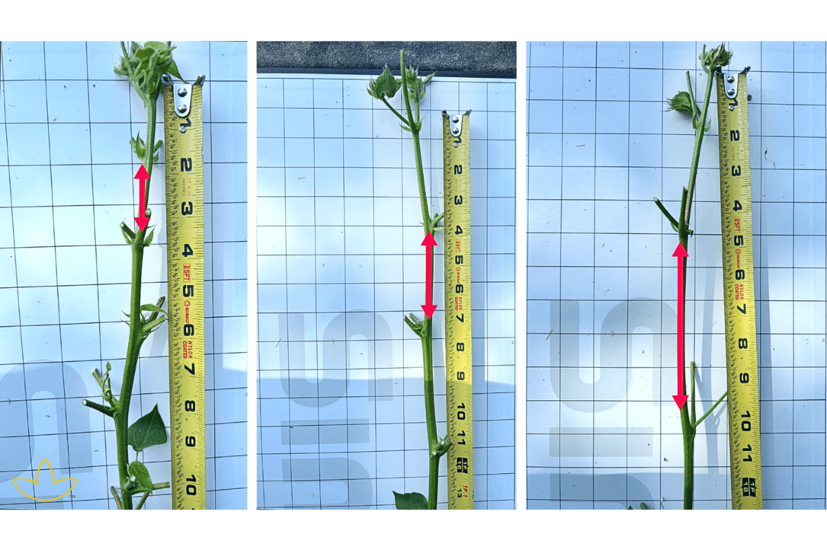 cotton nodes