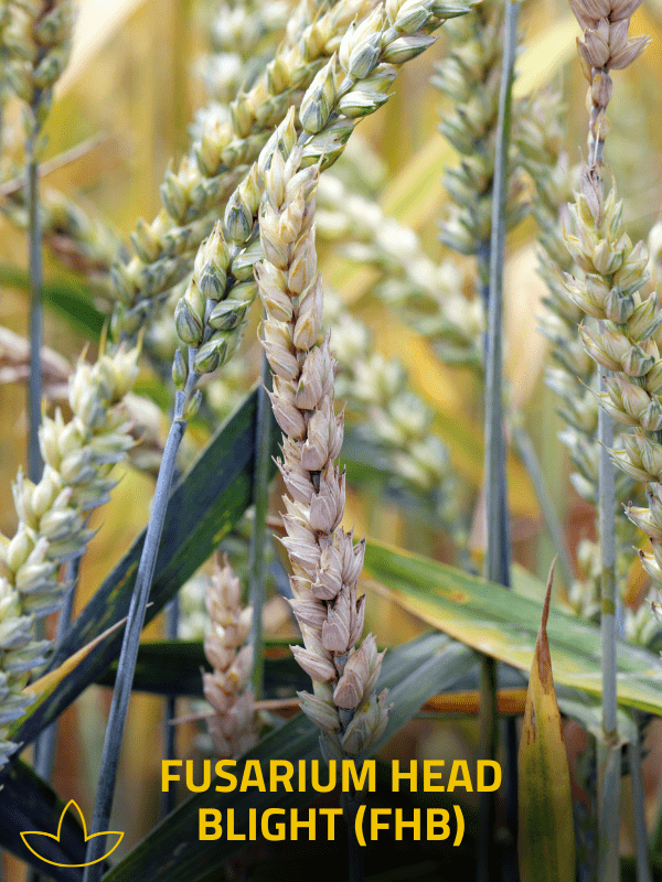 Fusarium head blight (FHB)