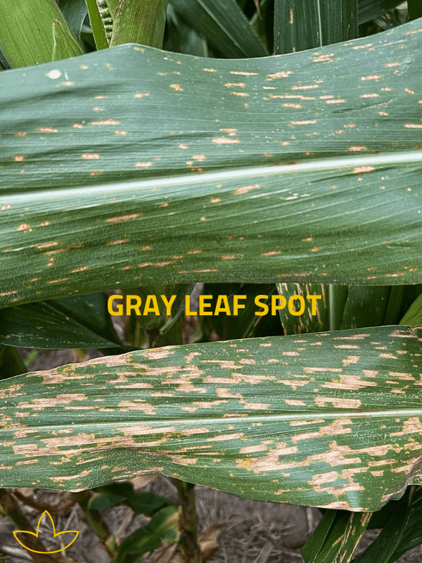 Southern Rust