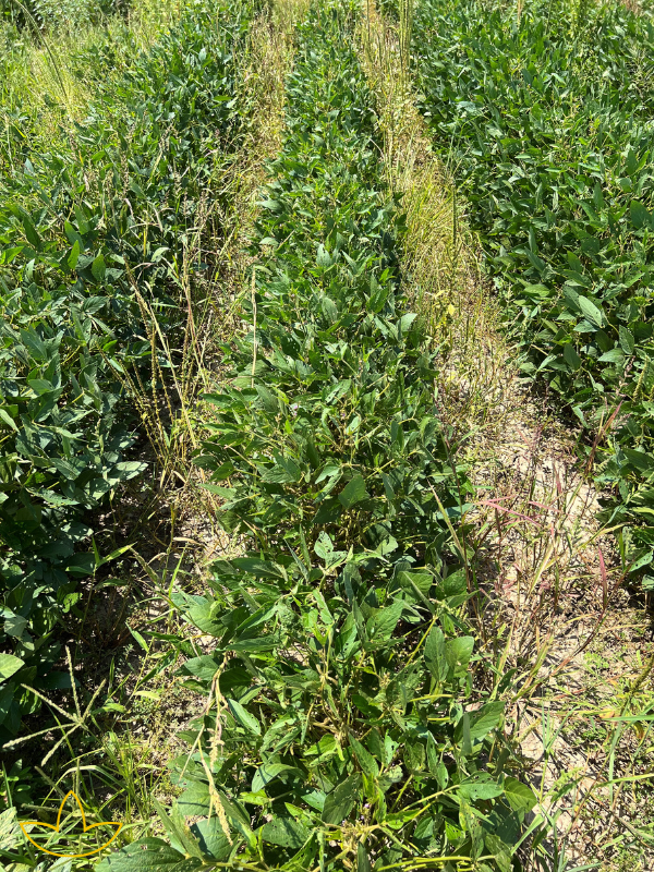 herbicide 2