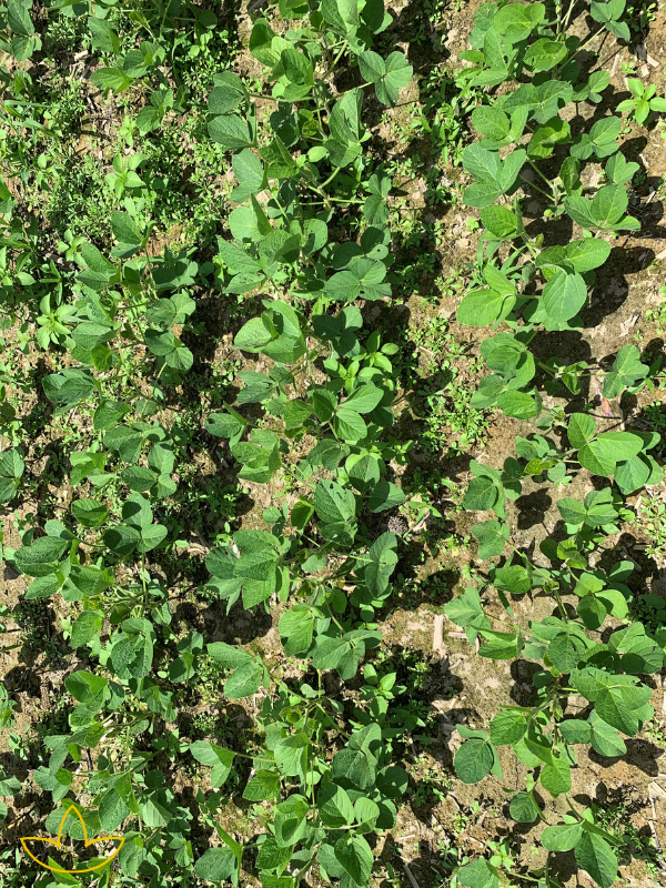 herbicide